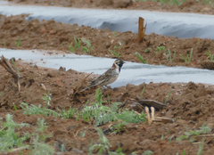 Calcarius lapponicus