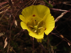 Calochortus luteus