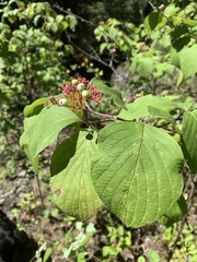 Cornus alternifolia