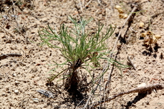 Artemisia campestris