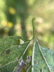 Celticecis pyriformis