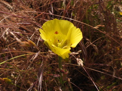 Calochortus luteus