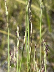 Sporobolus vaginiflorus