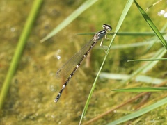Enallagma carunculatum