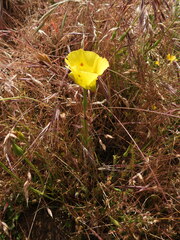 Calochortus luteus