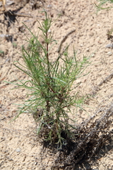 Artemisia campestris