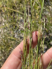 Sporobolus vaginiflorus