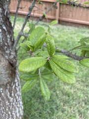 Quercus virginiana