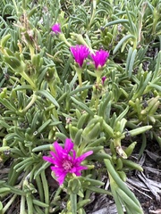 Delosperma