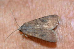 Peridroma saucia