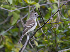 Nesotriccus incomtus