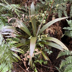 Cordyline indivisa