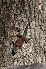Sceloporus jarrovii