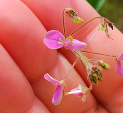 Desmodium tortuosum