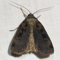 Pseudohermonassa bicarnea