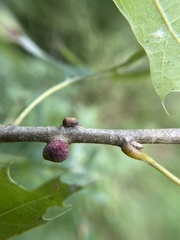 Kokkocynips imbricariae