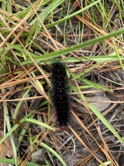 Hypercompe scribonia