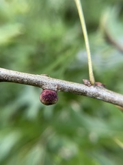 Kokkocynips imbricariae