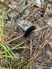 Hypercompe scribonia