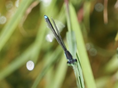 Ischnura denticollis