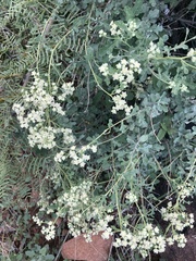 Parthenium