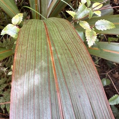 Cordyline indivisa