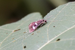 Desmia maculalis
