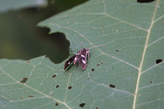 Desmia maculalis