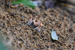 Fungi