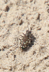 Cicindela repanda
