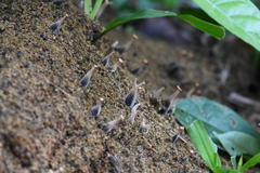 Fungi