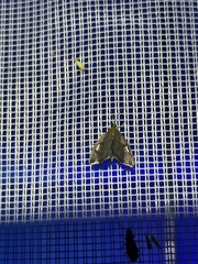 Perispasta caeculalis