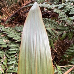 Cordyline indivisa