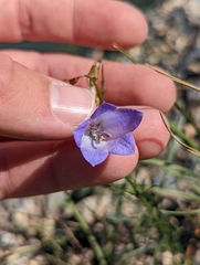Campanula alaskana