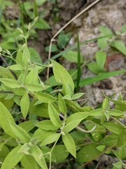 Stellaria vestita