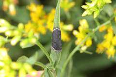 Asteromyia euthamiae