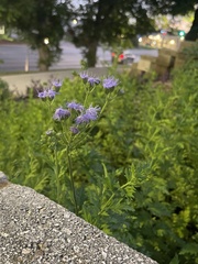 Conoclinium dissectum