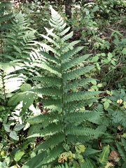 Dryopteris celsa