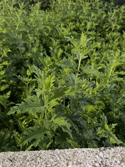 Conoclinium dissectum