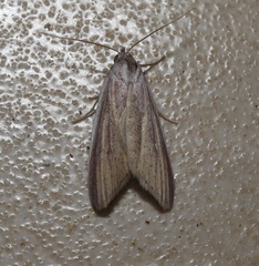 Prionopterina grammatistis