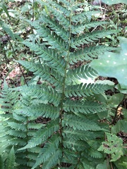 Dryopteris celsa
