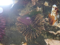 Euechinoidea