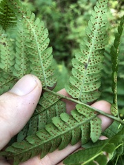 Dryopteris celsa