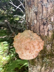 Hericium