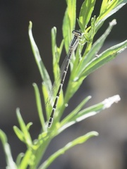 Enallagma carunculatum