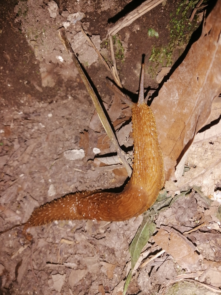 Echinix rugosa