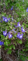 Salvia thymoides