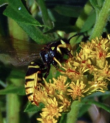 Vespula vidua