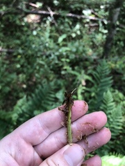 Dryopteris celsa