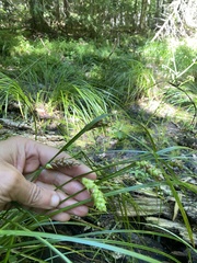 Carex tuckermanii
